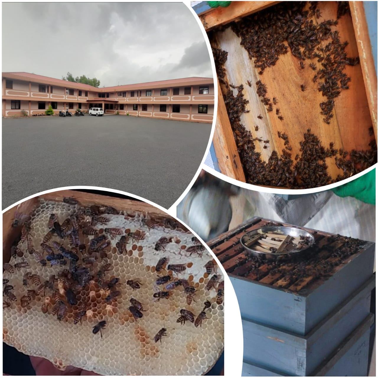 BEEKEEPING AND HONEY PRODUCTION COURSE